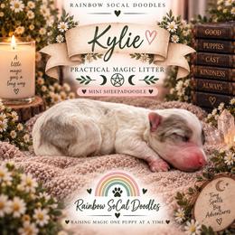 Kylie - Blue merle and white female Sheepadoodle puppy in Moreno Valley, California from Rainbow SoCal Doodles
