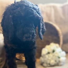 Joe - Black male Goldendoodle puppy in Arlington, Texas from Chambers Doodle Patch