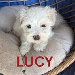 AKC LUCY - White Havanese puppy in Fielding, Utah from LUCKY HAVANESE