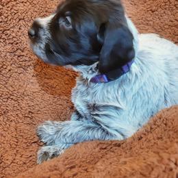 Purple - Brown and gray female Wirehaired Pointing Griffon puppy in Maiden, North Carolina from Saint Barbara's Wirehaired Pointing Griffons