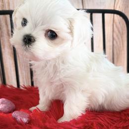 PIXIE - White female Maltese puppy in Orlando, Florida from Denise’s Puppies