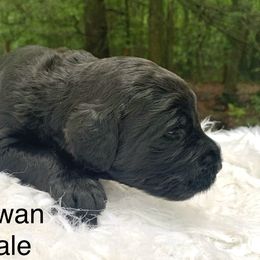 Rowan - Black male Goldendoodle puppy in New Ringgold, Pennsylvania from Hawk Mountain Doodles