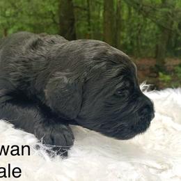 Rowan - Black male Goldendoodle puppy in New Ringgold, Pennsylvania from Hawk Mountain Doodles