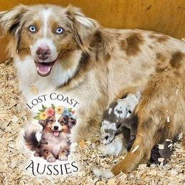 Acadia - Red merle female Miniature American Shepherd puppy in Ferndale, California from Lost Coast Aussies