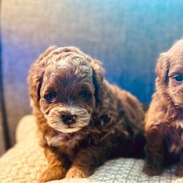 Goldendoodle puppies from Shaggy Mountain Pups LLC