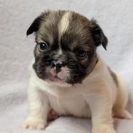 Primo - Black and white male French Bulldog puppy in Battle Ground, Washington from Ferguson's Bulldogs