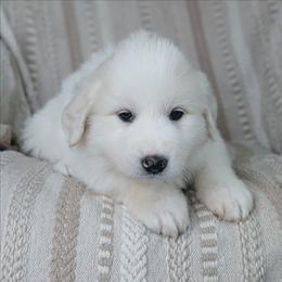 Girl 7 Coral - White female Great Pyrenees puppy in Yakima, Washington from Naches Heights Ranch
