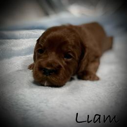 Liam - Red male Cavapoo puppy in North Branch, Minnesota from Rosie’s Pups MN