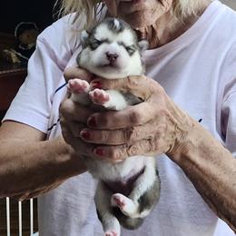 Jeannie - Gray and white female Alaskan Malamute puppy in Burton, Ohio from Northernlitesmalamutes