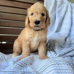 Nugget - Apricot male Goldendoodle puppy in Montgomery, Texas from Dacus Doodles