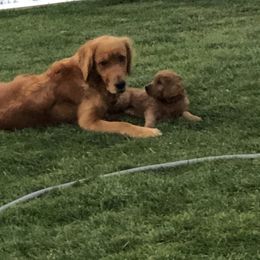Goldendoodle Puppies from Triple HHH puppies