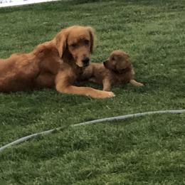 Goldendoodle Puppies from Triple HHH puppies