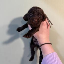 Grey - Liver male Boykin Spaniel puppy in Northport, Alabama from Blue Creek Boykins