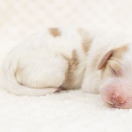 Cockapoo Puppies from Firm Foundation Cockapoos