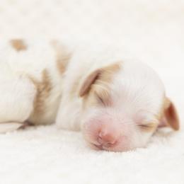Cockapoo Puppies from Firm Foundation Cockapoos