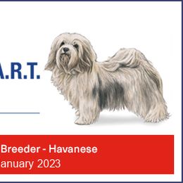 Havanese Puppies from Homeward Havanese, LLC