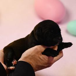 Titan (Blue) - Black male Boerboel puppy in Delta, Colorado from SATA Kennels