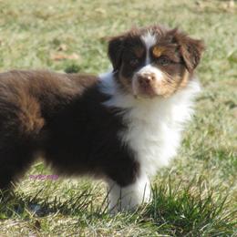 Australian Shepherd Puppies from Parsons Australian Shepherds