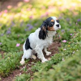 Gretel - Cavalier King Charles Spaniel