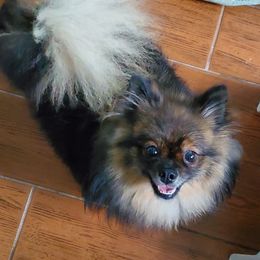 Phoenix - Pomeranian
