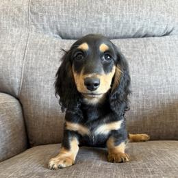 Black and cream 2800 - Black and cream male Dachshund puppy in Tonopah, Arizona from Brandie's Dachshunds