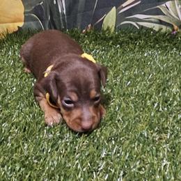 Daisy - Chocolate and rust female Miniature Pinscher puppy in Baton Rouge, Louisiana from Pike's Pups
