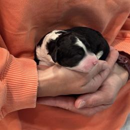 Java - Black and white male Aussiedoodle puppy in Nottingham, Pennsylvania from Nottingham Aussiedoodles
