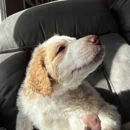 Aussiedoodle Puppies from Vali Girl Aussiedoodles