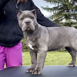 Cane Corso Puppies from Virtue Cane Corso