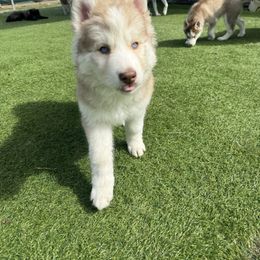 Siberian Husky Puppies from Young Orchard Siberians