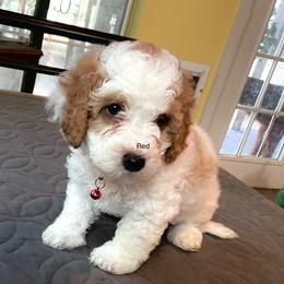 Red - Parti male Assorted Doodle Crosses puppy in Mt Pleasant, Texas from Hippdoodranch