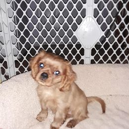 Cavalier King Charles Spaniel Puppies from Oakdale Cavaliers