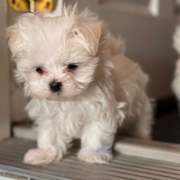 Maltese puppies from Unicorn tiny Maltese puppies