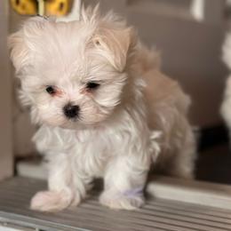 Maltese puppies from Unicorn tiny Maltese puppies