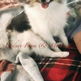 Waffles - Pomeranian