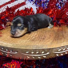 DRM5  black and cream or tan - Black and cream male Dachshund puppy in Carthage, Texas from Rafter C Ranch Doxies
