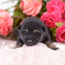 Aurora -FULL AKC REGISTRATION- - Black and tan female Shiba Inu puppy in Neosho, Missouri from Kenny Cave K9s