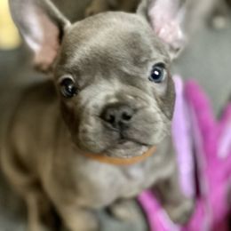 French Bulldog Puppies from Fabled Frenchies
