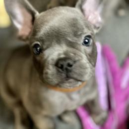 French Bulldog Puppies from Fabled Frenchies