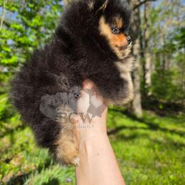 Black tan f - Black and tan female Pomeranian puppy in Carlinville, Illinois from BCW POMERANIANS