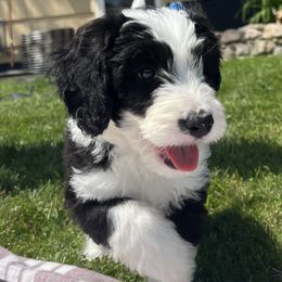 Lucy - Lime Girl - Black and white Sheepadoodle puppy in Camillus, New York from Spy Haven LLC