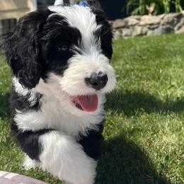 Lucy - Lime Girl - Black and white Sheepadoodle puppy in Camillus, New York from Spy Haven LLC