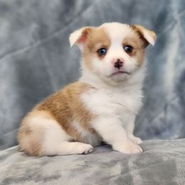 Creme Brulee - Red female Pembroke Welsh Corgi puppy in Orleans, Indiana from Workman Farms
