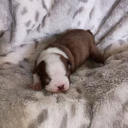 Sassy - Miss Red girl - Red female Boston Terrier puppy in Hamilton, Montana from Reds Studio
