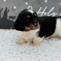 AKC Peter - Piebald male Dachshund puppy in Colbert, Oklahoma from Brooke Crenshaw