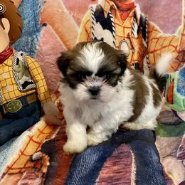 Pomeranian and Shih Tzu Puppies from Laik’s Little Shihtz & Poms