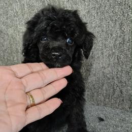 Rockstar - Black male Poodle puppy in Stilwell, Oklahoma from LR&R Dog Co.