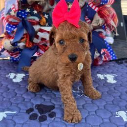 Liberty - Red  female Goldendoodle puppy in Lancaster, Kentucky from Dream Paws Puppies, LLC