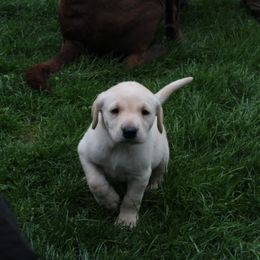 German Shepherd and Labrador Retriever Puppies from RJS Kennels