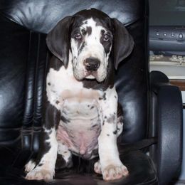 Great Dane Puppies from Dunn Right Ranch